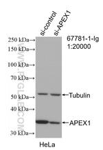 APEX1 Antibody in Western Blot (WB)