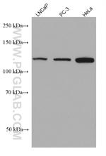 AHR Antibody in Western Blot (WB)