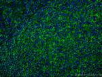 NT5E/CD73 Antibody in Immunohistochemistry (Paraffin) (IHC (P))