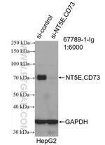 NT5E/CD73 Antibody in Western Blot (WB)