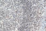 IFI16 Antibody in Immunohistochemistry (Paraffin) (IHC (P))
