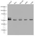 SERBP1 Antibody in Western Blot (WB)