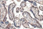 MFG-E8 Antibody in Immunohistochemistry (Paraffin) (IHC (P))