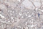 MFG-E8 Antibody in Immunohistochemistry (Paraffin) (IHC (P))