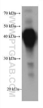 MFG-E8 Antibody in Western Blot (WB)