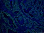 CNOT4 Antibody in Immunohistochemistry (Paraffin) (IHC (P))
