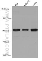 FGFR4 Antibody in Western Blot (WB)