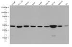 TUFM Antibody in Western Blot (WB)