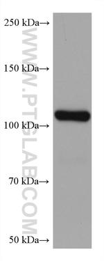 WWP1 Antibody in Western Blot (WB)