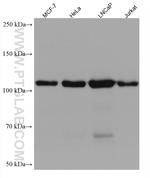 WWP1 Antibody in Western Blot (WB)