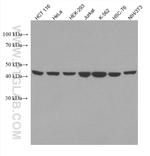 PSMD13 Antibody in Western Blot (WB)