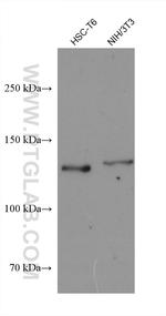 USP28 Antibody in Western Blot (WB)
