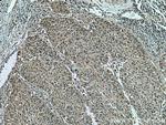 PSMA7 Antibody in Immunohistochemistry (Paraffin) (IHC (P))