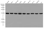 PSMA7 Antibody in Western Blot (WB)
