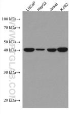 MVK Antibody in Western Blot (WB)