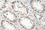 TOE1 Antibody in Immunohistochemistry (Paraffin) (IHC (P))