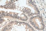 TOE1 Antibody in Immunohistochemistry (Paraffin) (IHC (P))