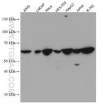 TOE1 Antibody in Western Blot (WB)