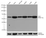 TOE1 Antibody in Western Blot (WB)