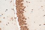 ELAVL4 Antibody in Immunohistochemistry (Paraffin) (IHC (P))