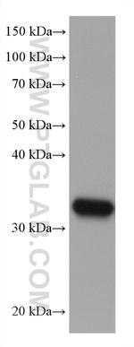 ELAVL4 Antibody in Western Blot (WB)