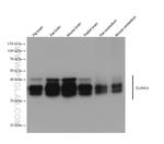 ELAVL4 Antibody in Western Blot (WB)