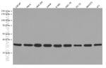 MED4 Antibody in Western Blot (WB)