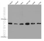 DOCK7 Antibody in Western Blot (WB)