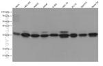 VAPA Antibody in Western Blot (WB)