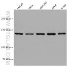 DHX37 Antibody in Western Blot (WB)