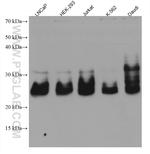 RCHY1 Antibody in Western Blot (WB)