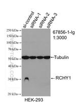 RCHY1 Antibody in Western Blot (WB)
