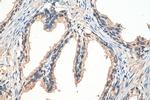 GIT2 Antibody in Immunohistochemistry (Paraffin) (IHC (P))