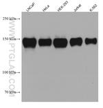 BCLAF1 Antibody in Western Blot (WB)