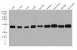 CSNK2B Antibody in Western Blot (WB)