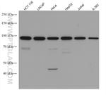 AATF Antibody in Western Blot (WB)