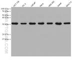 AES Antibody in Western Blot (WB)