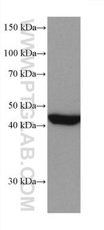 MEK1 Antibody in Western Blot (WB)