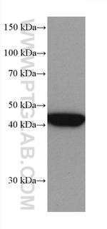 MEK1 Antibody in Western Blot (WB)