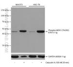 Phospho-MEK1 (Thr292) Antibody in Western Blot (WB)
