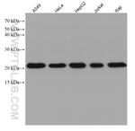 TMED10 Antibody in Western Blot (WB)
