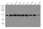PLEKHB2 Antibody in Western Blot (WB)