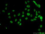 DAXX Antibody in Immunocytochemistry (ICC/IF)