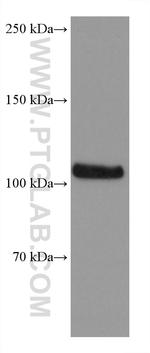 DAXX Antibody in Western Blot (WB)