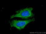 Cyclophilin A Antibody in Immunocytochemistry (ICC/IF)