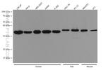 HAX1 Antibody in Western Blot (WB)