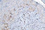 HSPB3 Antibody in Immunohistochemistry (Paraffin) (IHC (P))