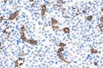 HSPB3 Antibody in Immunohistochemistry (Paraffin) (IHC (P))