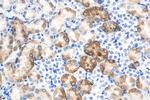 HSPB3 Antibody in Immunohistochemistry (Paraffin) (IHC (P))