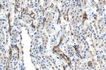 HSPB3 Antibody in Immunohistochemistry (Paraffin) (IHC (P))